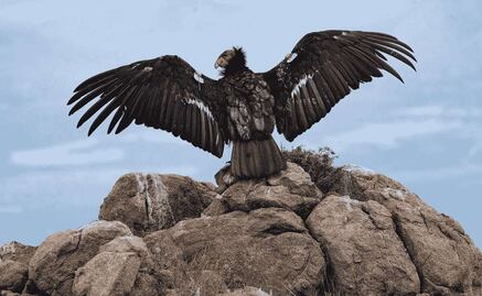 Cóndor de California: México devuelve a los cielos al gigante de Norteamérica