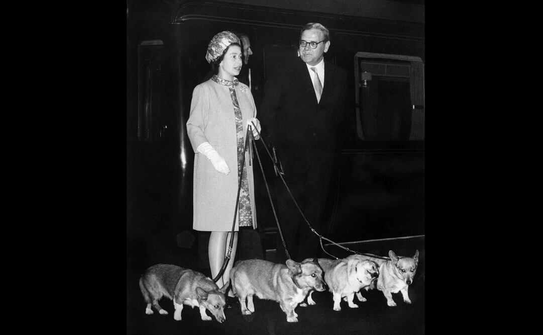 La reina Isabel II y sus perritos, sus leales sirivientes. Foto: Archivo/ EL UNIVERSAL