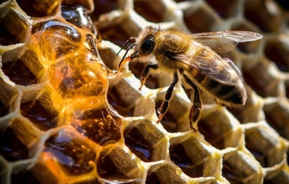 Día Mundial de las Abejas: Las lecciones que deberíamos de aprender de ellas