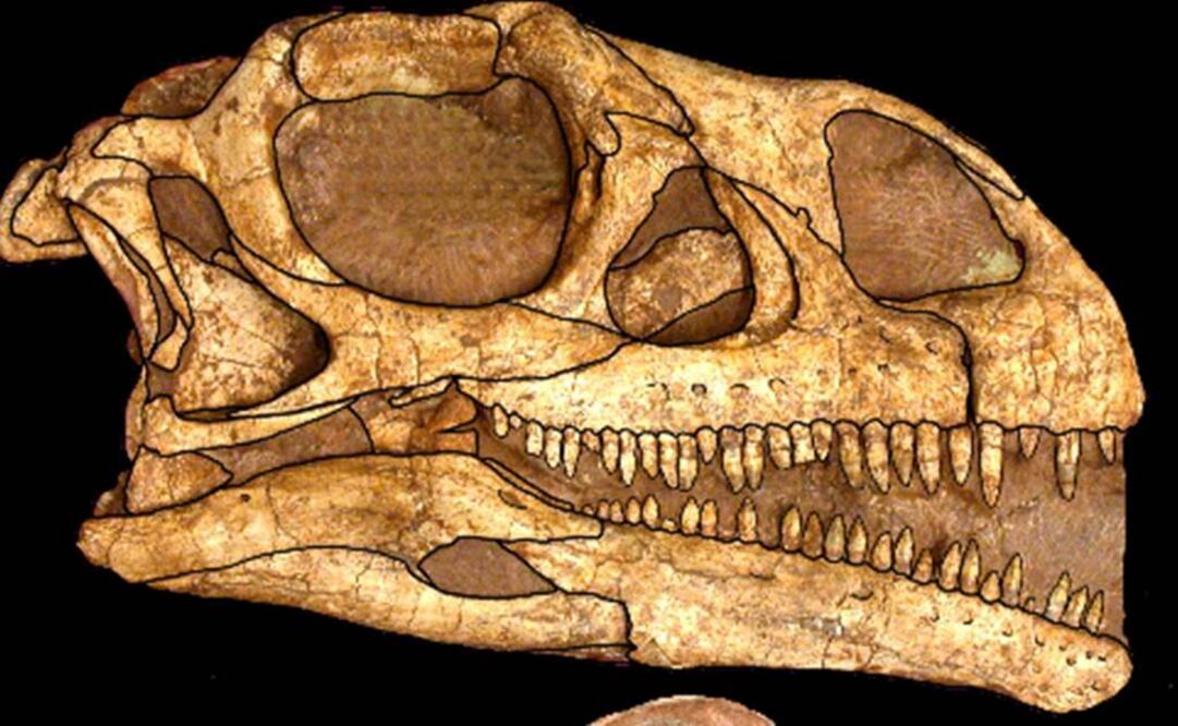 Durante mucho tiempo se ha creído que las moléculas de las proteínas se descomponían en un periodo de tiempo corto. Foto: Archivo EL UNIVERSAL