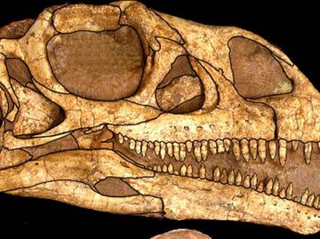 Hallan células de dinosaurios en fósiles