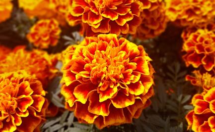 No sólo de ornato, estos son los efectos medicinales del Cempasuchil