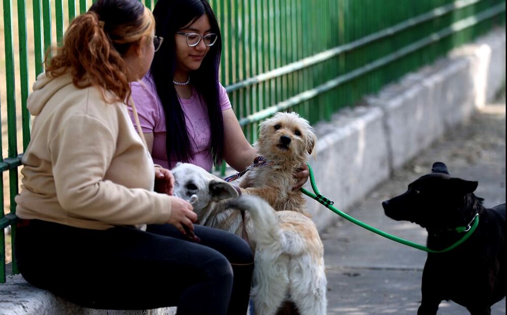 El Hospital Veterinario de la CDMX ha dado 55 mil 618 servicios a perros y gatos. Foto: Diego Simón Sánchez/EL UNIVERSAL