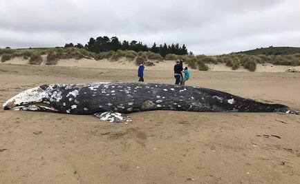 Suman 13 ballenas muertas desde marzo en costas de San Francisco