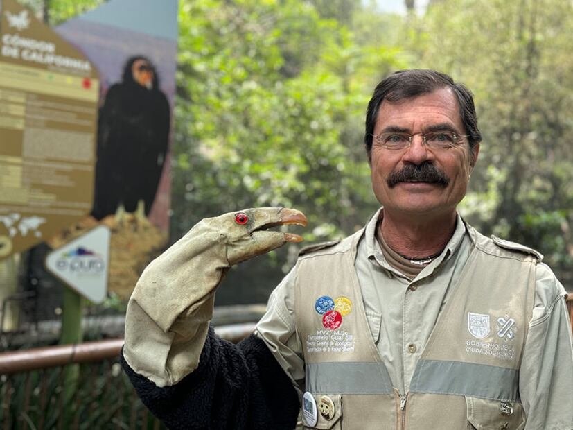 Fernando Gual, quien hasta octubre de 2024 fue director general de Zoológicos y Conservación de la Fauna Silvestre en la Ciudad de México, muestra el títere que imita la cabeza de un cóndor adulto, herramienta clave en la crianza artificial de polluelos. Esta técnica, desarrollada en los zoológicos de San Diego y Los Ángeles, permite alimentar a los cóndores sin que se acostumbren a los humanos, preservando su instinto natural para su futura reinserción en la naturaleza.  |  FOTO: Iván Carrillo.