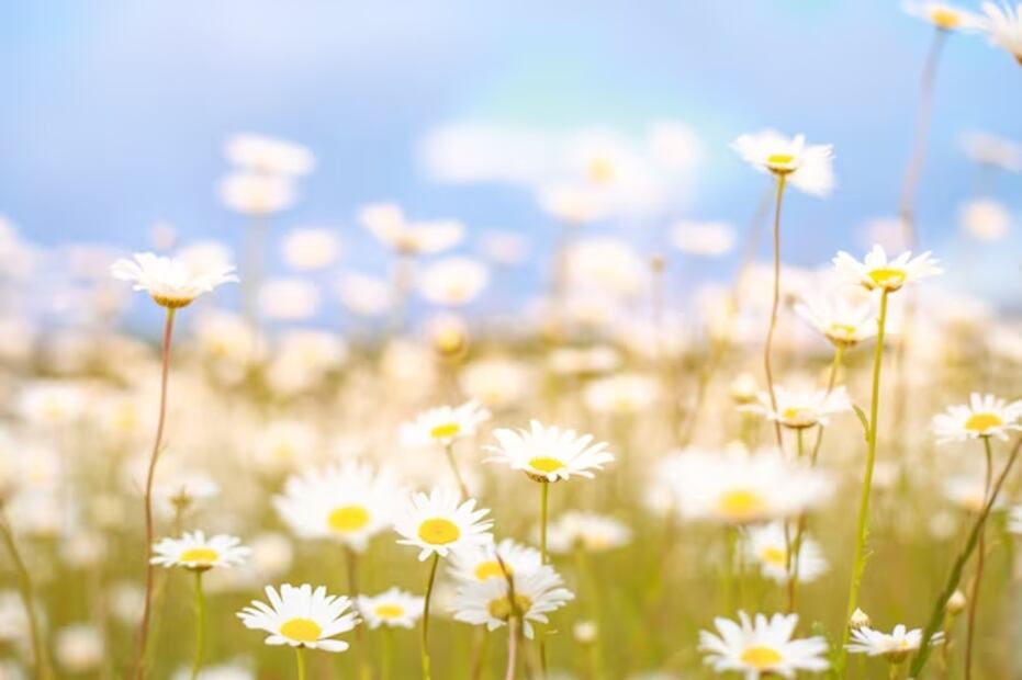 Polen en las plantas. fuente: Freepik