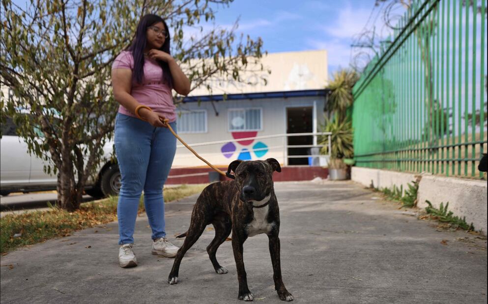 El Hospital Veterinario de la CDMX ha dado 55 mil 618 servicios a perros y gatos. Foto: Diego Simón Sánchez/EL UNIVERSAL
