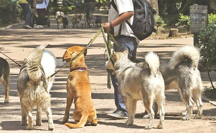 Piden indagar muerte masiva de perros