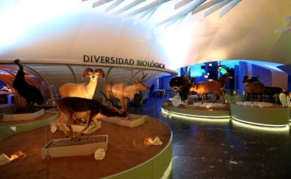 Reinauguran 4 bóvedas del Museo de Historia Natural