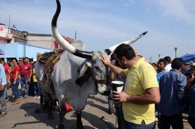 Arrestan a ex regidora por permitir embalse de toros en Veracruz
