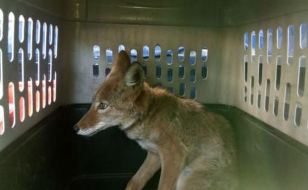 El mono capuchino, la martucha y el cacomixtle; los animales que andaban sueltos por la CDMX