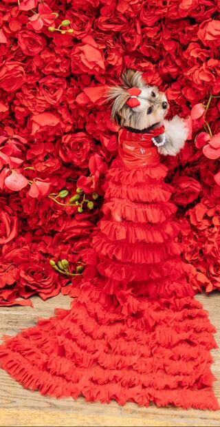 Fotos: Instagram @liviethemork