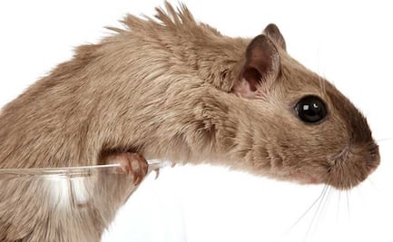 ¿Sería posible resucitar a una rata extinta hace más de 100 años? Genetistas apuestan por la "desextinción"