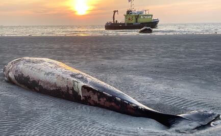 ¿Por qué sí dejar a las ballenas muertas sobre la arena de la playa?: estudio