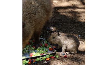Nace bebé capibara en Bioparque Estrella de Nuevo León; invitan a ciudadanos a visitarla
