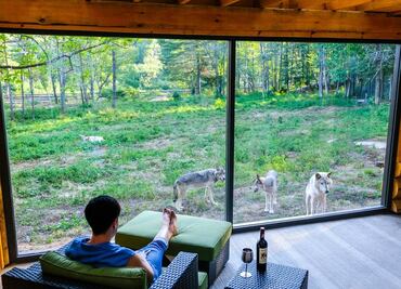 Quédate en estas cabañas para observar lobos en libertad