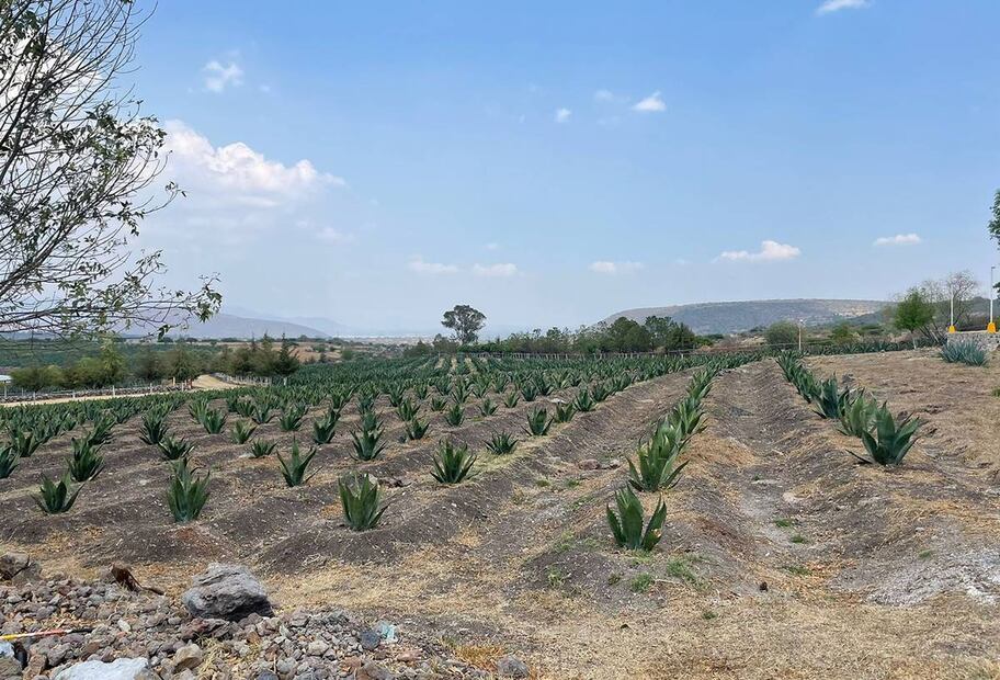 Beneficios del pulque. Foto: HGS Agencia de Viajes