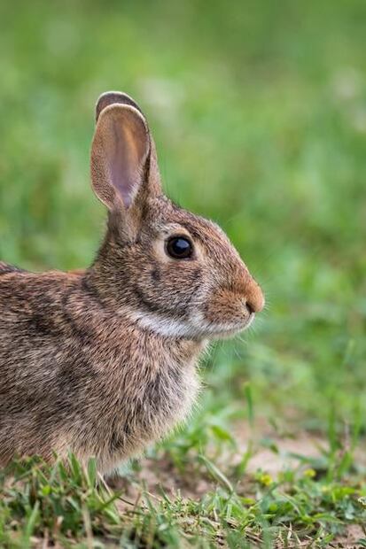 Si estás pensando en adoptar un conejo o ya tienes uno en casa, dedícale tiempo y cariño para descubrir su personalidad. Fuente: Freepik.