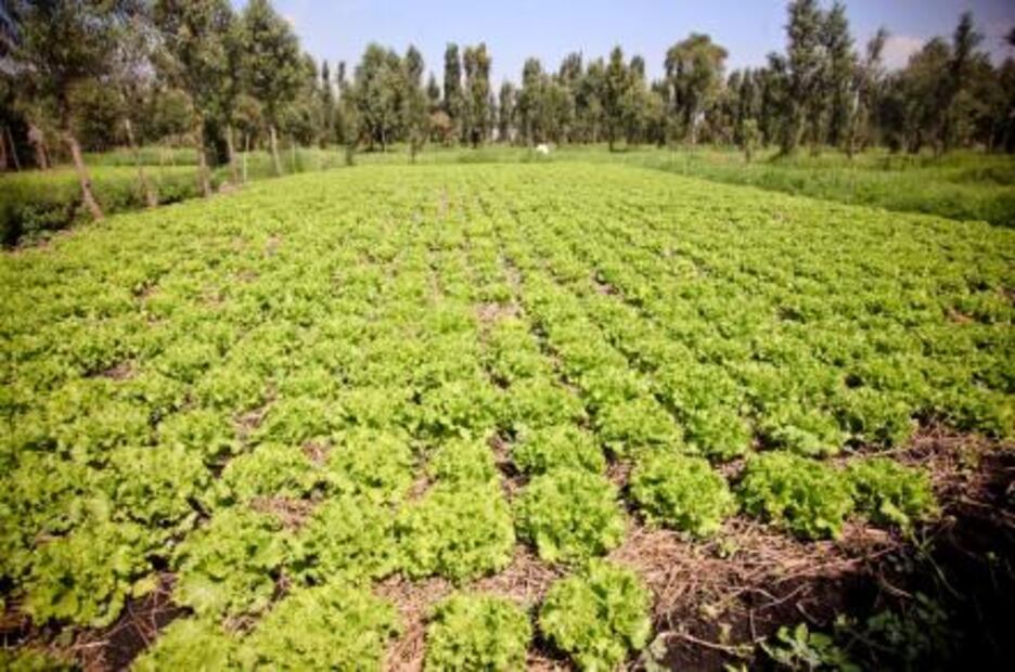 ​Reconocen a chinampas de CDMX como patrimonio mundial