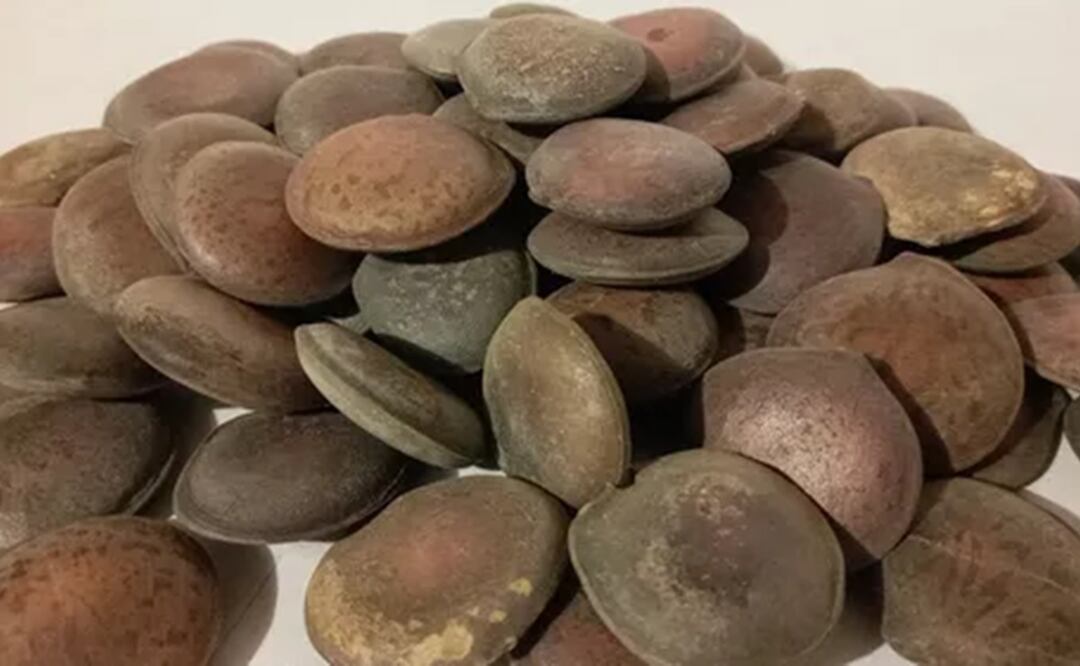 Haba de San Ignacio. Foto: Herbofilia / ML