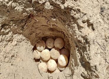 Resguardan nido con 132 huevos de tortuga en Puerto de Progreso, Yucatán