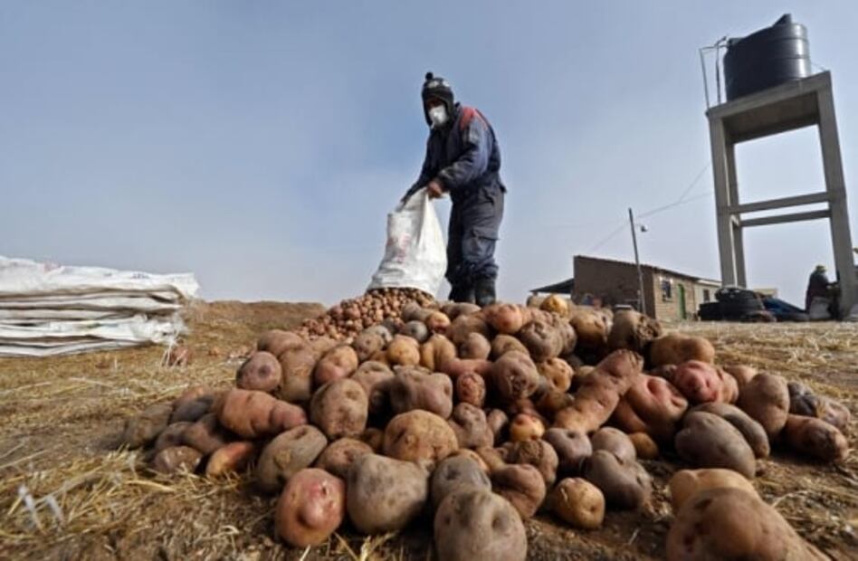 El chuño, el método ancestral para conservar las papas por 20 años