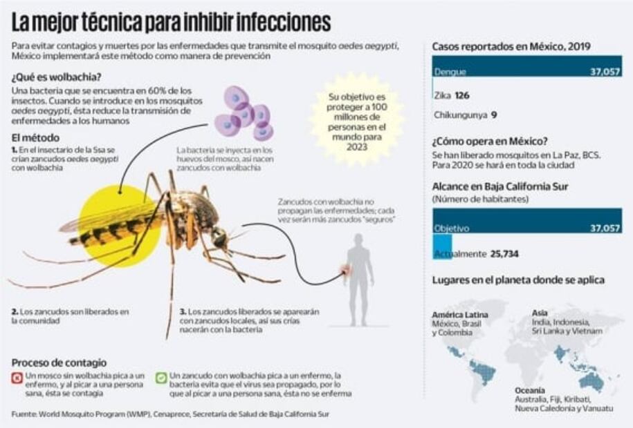 Encuentran una bacteria aliada contra zika y dengue