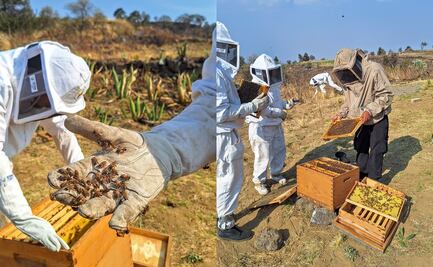 Día Mundial de las Abejas: El lugar donde podrás vivir la experiencia de ser apicultor en CDMX