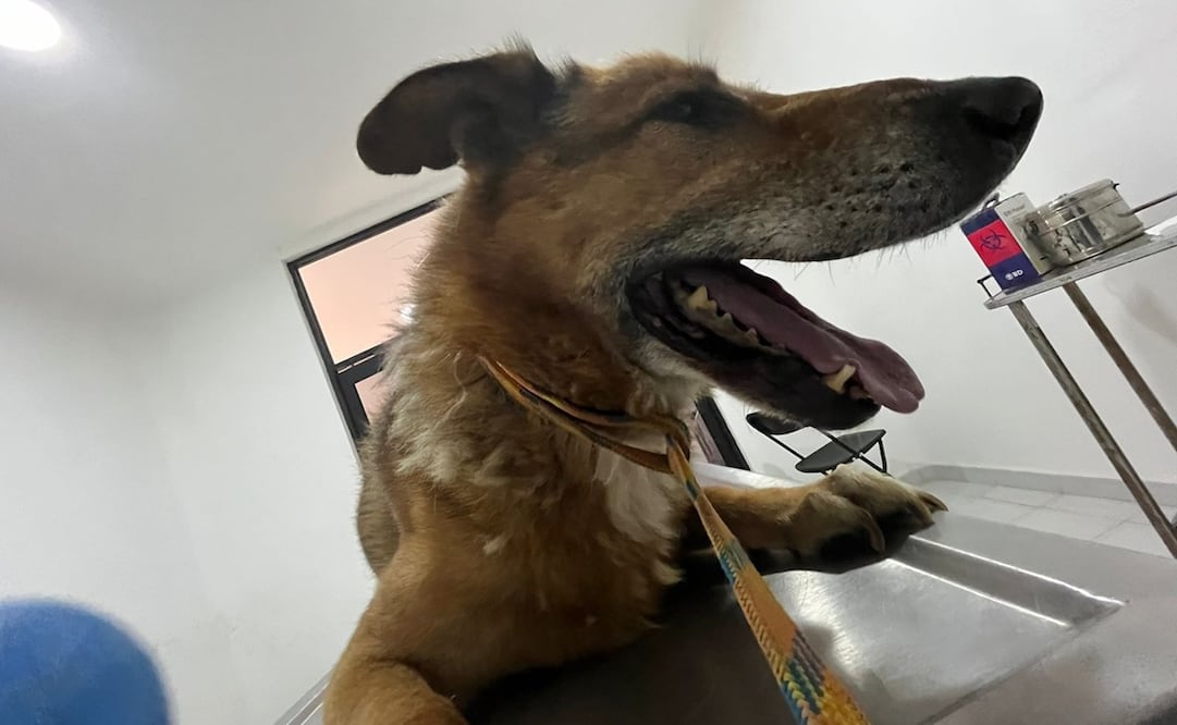 Dos perros de la raza pastor alemán fueron rescatados por agentes de la Fiscalía General de Justicia del Estado de México y policías municipales. Foto: Especial