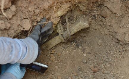 Aumentan a 8 los cadáveres encontrados en fosa de Jalisco