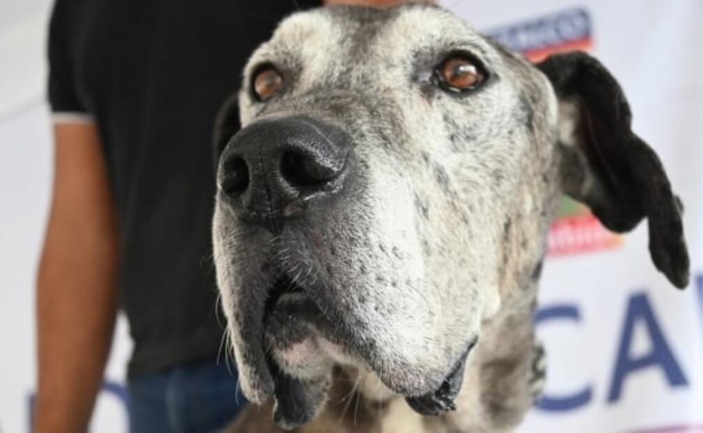 ¡Qué ternura! Estos perritos buscan un hogar y así los puedes adoptar en la Pasarela A-Dog-ción