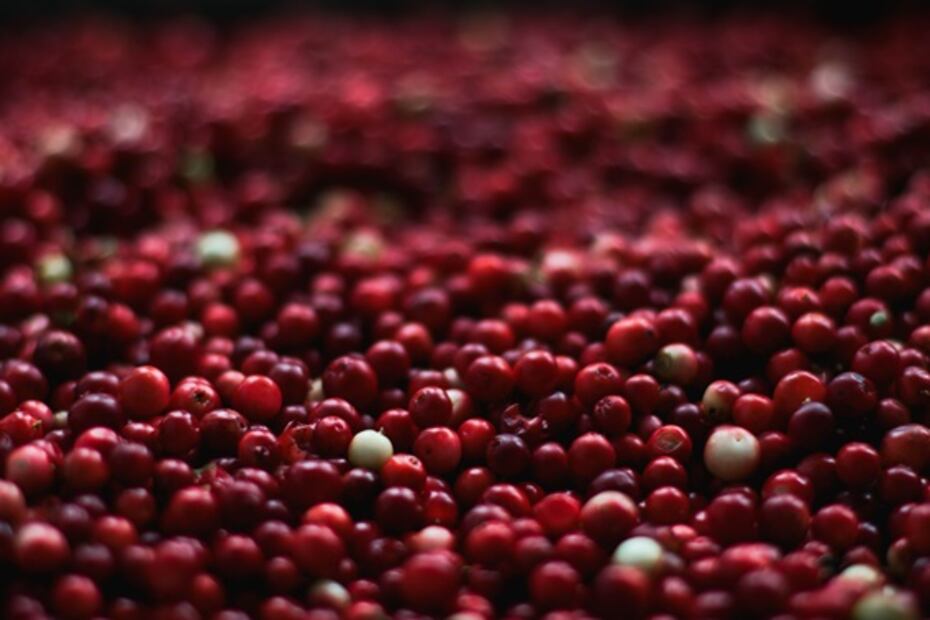 Comer arándanos ayuda a reducir el colesterol