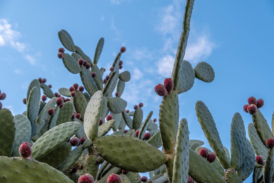 Las tunas pueden ayudar a controlar el colesterol y otras enfermedades cardiovasculares. Foto: Freepik.