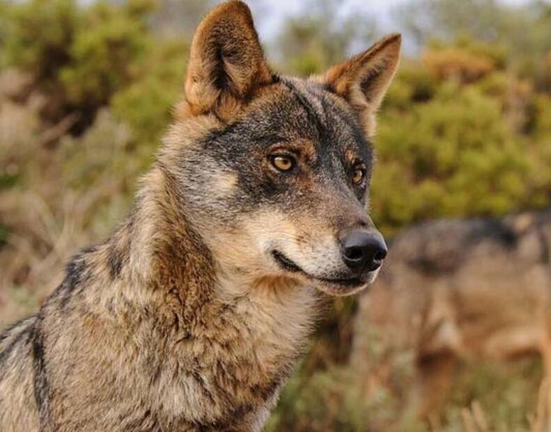 Lobo. Foto: Redes Sociales