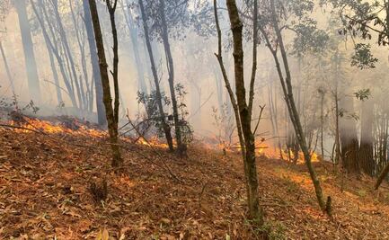 Suman 11 incendios activos en Oaxaca; brigadistas y vecinos realizan trabajos de combate