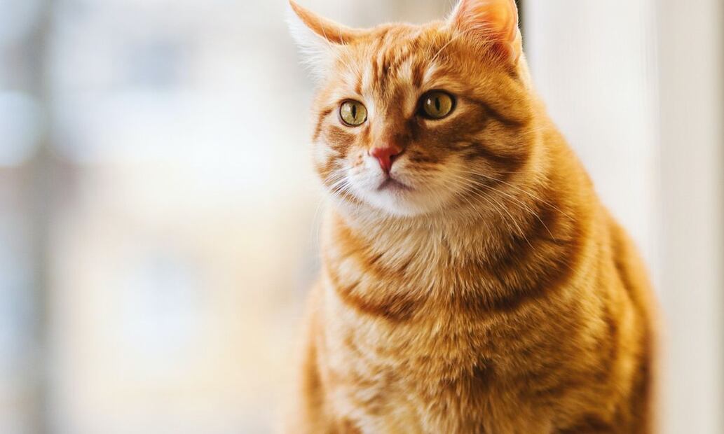 Las mascotas obtendrán un documento con su CURP luego de realizar el registro. Fuente: Pexels