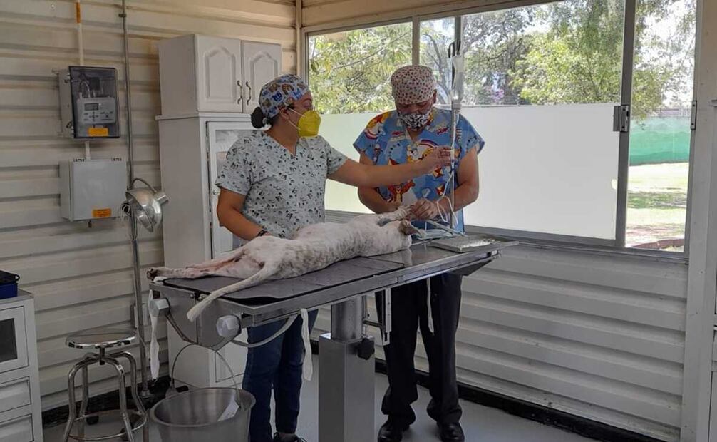 Las intervenciones quirúrgicas a perritos rescatados en el Metro han sido exitosas. Foto: El Universal