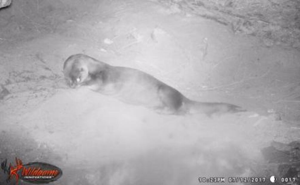 Captan por primera vez a nutria de río en Chihuahua