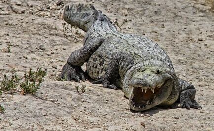 Reportan otro ataque de cocodrilo en Lázaro Cárdenas