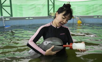 "Sólo quiere jugar, no come lo suficiente", dicen voluntarios que auxiliaron a bebé delfín enfermo