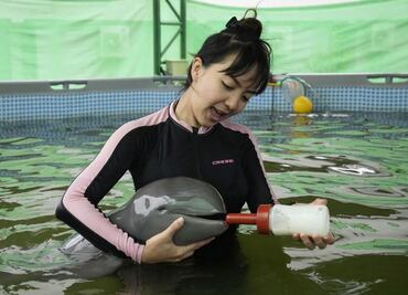 "Sólo quiere jugar, no come lo suficiente", dicen voluntarios que auxiliaron a bebé delfín enfermo