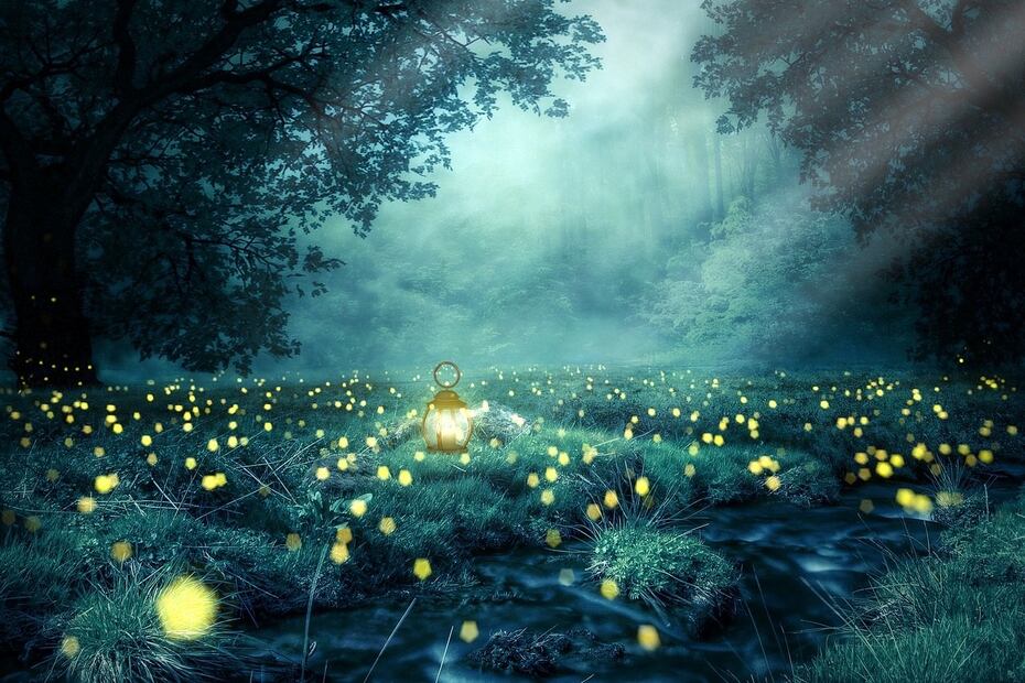 El Bosque Esmeralda ofrece recorridos nocturnos para ver luciérnagas. Foto: Pixabay