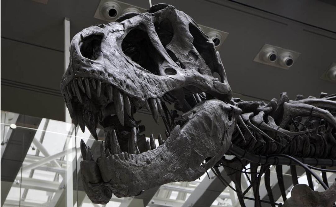 Formaban parte de la mandíbula inferior del dinosaurio