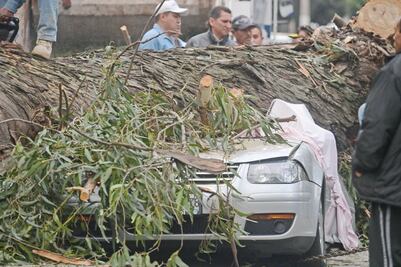 Exigen hacer inventario de árboles viejos en la entidad