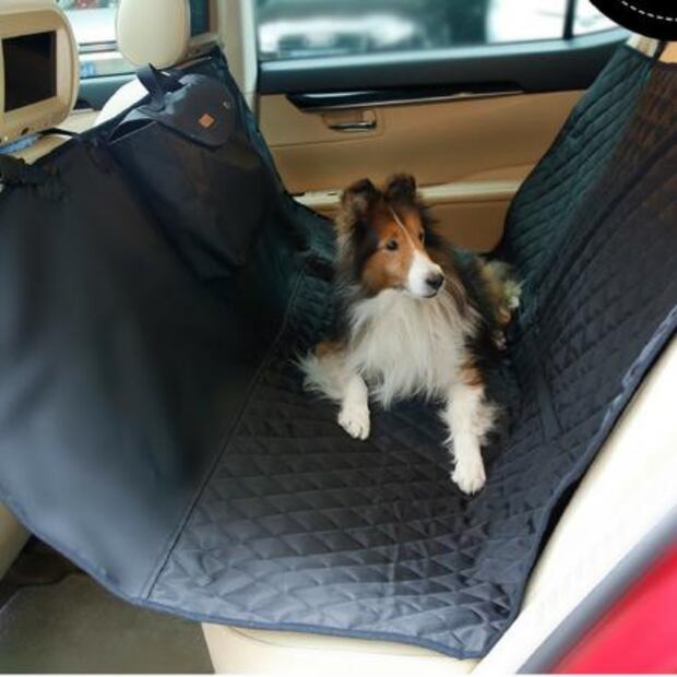 ¿Cómo llevar a tu mascota segura en tu auto?