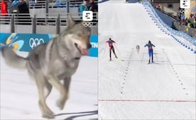 Juegos Olímpicos de Invierno: Un perro suelto aparece en la pista de esquí de fondo en Milán-Cortina