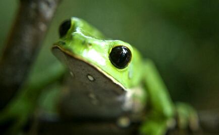 Descubren una nueva especie de rana en Perú a la que llaman Attenborough