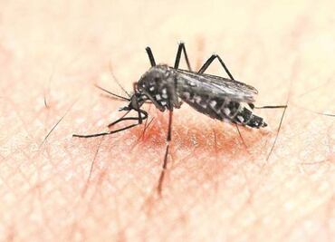 Zika crisis pressures Vatican to soften contraception stance