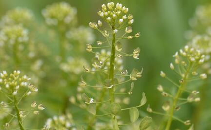 Esta hierba la vas a querer en tu cocina, es rica en vitamina C