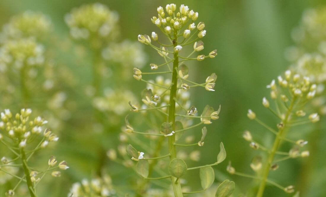 Foto: sanguinaria33 / Naturalista
